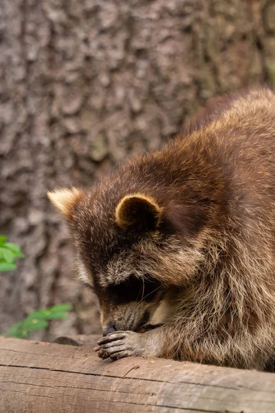 Raccoon Eating Something Outdoor — Stock Photo, Image