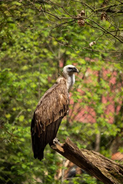 在树枝上的栅栏上的秃鹫 — 图库照片