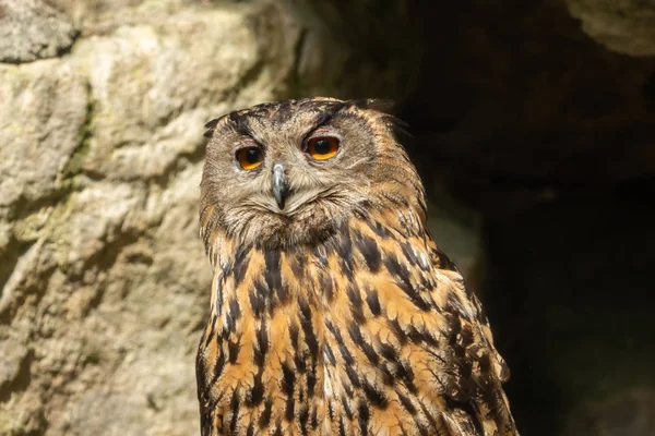 Eagle Owl Looks Distance — Stock Photo, Image