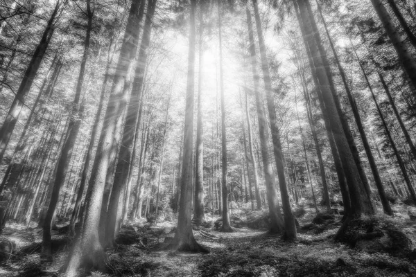 सूर्यप्रकाशासह रहस्यमय वन, काळा आणि पांढरा — स्टॉक फोटो, इमेज