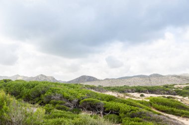 Muhteşem kumul manzarası Cala Mesquida Mallorca İspanya