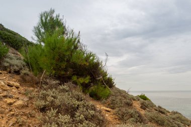 Muhteşem kumul manzarası Cala Mesquida Mallorca İspanya
