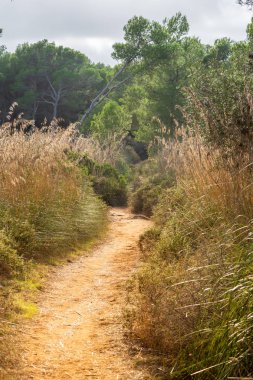 Muhteşem kumul manzarası Cala Mesquida Mallorca İspanya