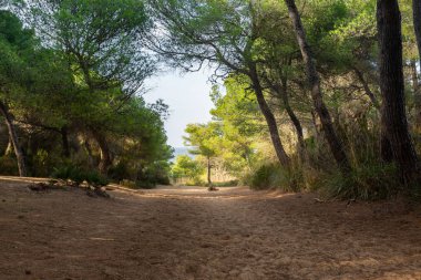 Muhteşem kumul manzarası Cala Mesquida Mallorca İspanya