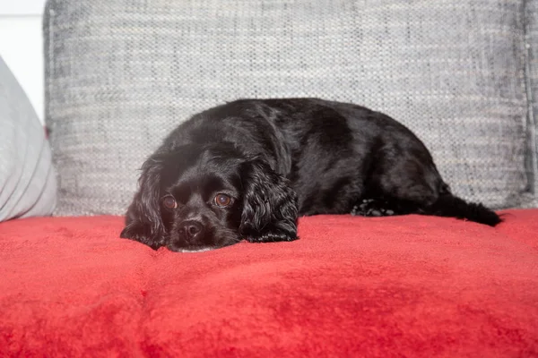 Ένα μικρό μαύρο σκυλάκι είναι ξαπλωμένο στον καναπέ. — Φωτογραφία Αρχείου