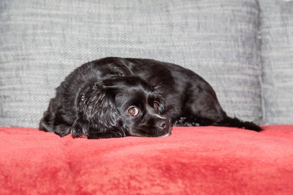 Ein kleiner schwarzer Hund liegt auf der Couch lizenzfreie Stockbilder