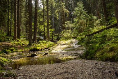 Bavyera 'daki küçük Arbersee' de manzara