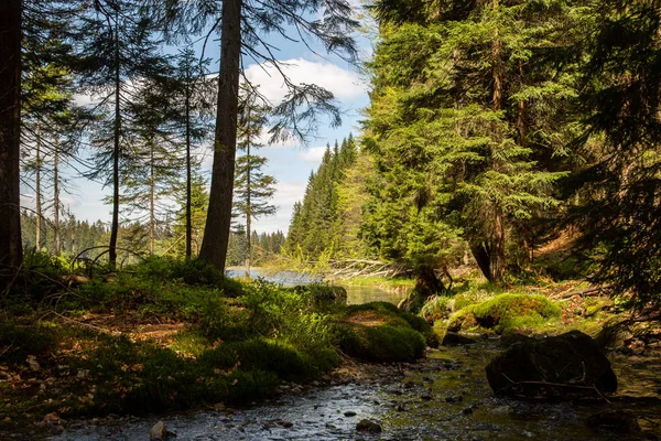 Landschaft am kleinen Arbersee in Bayern lizenzfreie Stockbilder