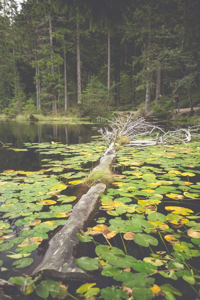 Bavyera'daki büyük Arbersee'de manzara — Stok fotoğraf