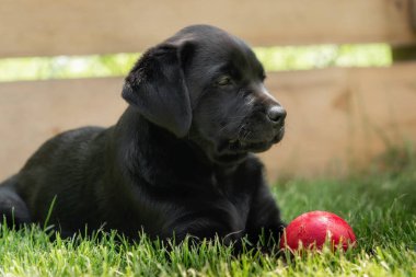 Tatlı bir küçük siyah Labrador Retriever köpek yavrusu