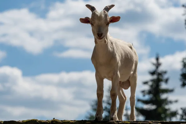 Doğada biraz beyaz keçi — Stok fotoğraf