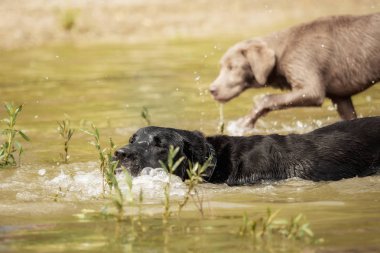 Siyah labrador retriever suda oynuyor