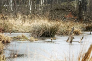 Bavyera'da bir bataklık parkta vahşi manzara
