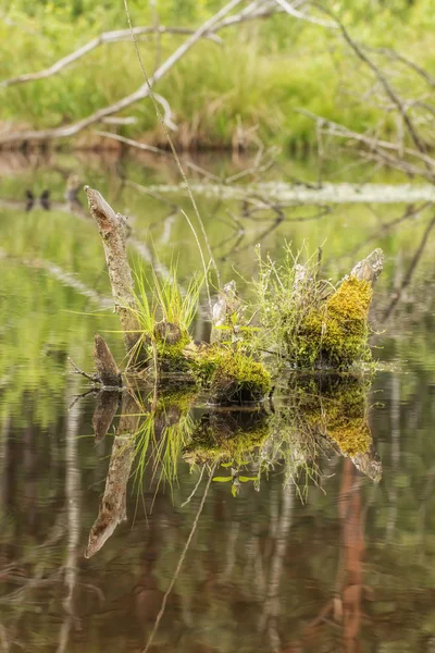 Paisaje salvaje en un parque pantanoso en Baviera — Foto de Stock