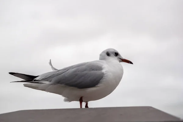 Uma gaivota está sentada na parede — Fotografia de Stock