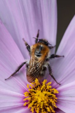 Bir çiçekte polen dolu bir arı