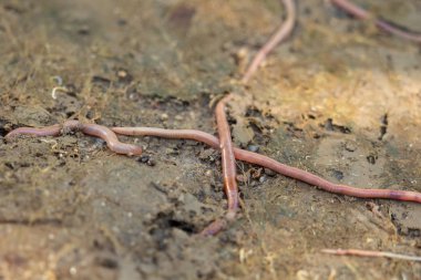 Bir toprak solucanı bahçede toprağın altında sürünür.