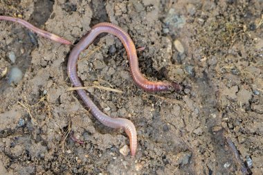 Bir toprak solucanı bahçede toprağın altında sürünür.