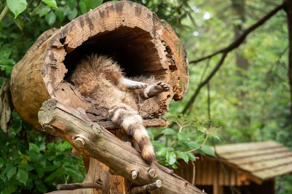 Nahaufnahme einer Pfote eines Waschbären — Stockfoto