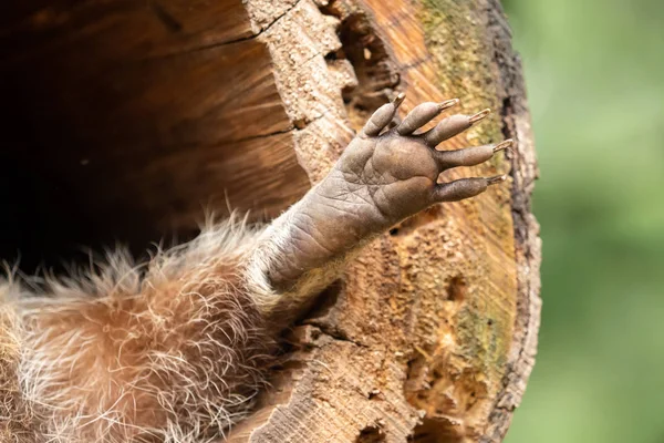 Närbild av en tass av en tvättbjörn — Stockfoto