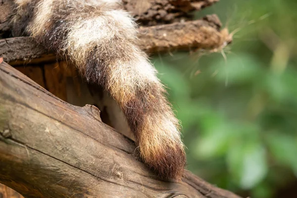 Nahaufnahme Schwanz eines Waschbärs — Stockfoto