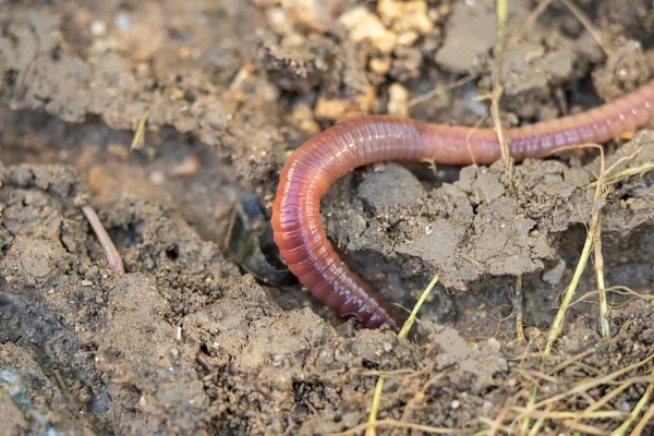 Una lombriz de tierra se arrastra sobre y debajo de la tierra en el jardín —  Fotos de Stock