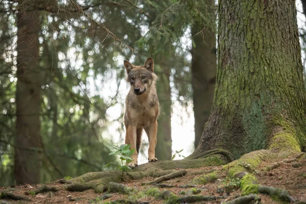 Un lupo in natura — Foto Stock