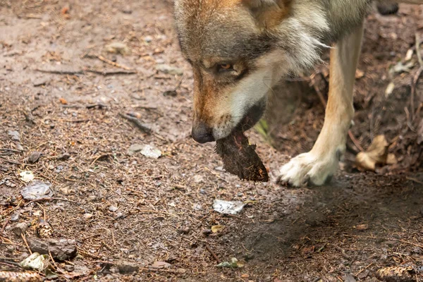 Un lobo en la naturaleza — Foto de Stock