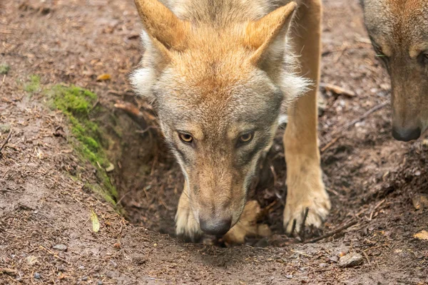 Vlk v přírodě — Stock fotografie