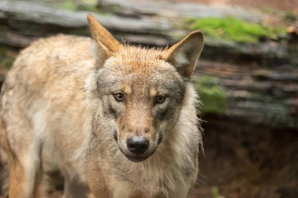 A wolf out in nature — Stock Photo, Image