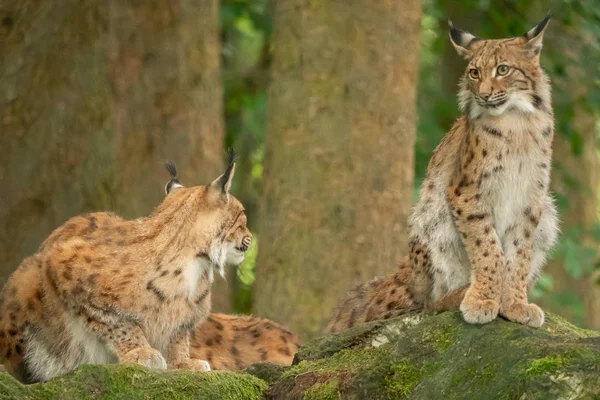 Ein großer Luchs ist draußen aufmerksam Stockbild