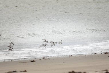 Sahilde bir grup yabani kuş
