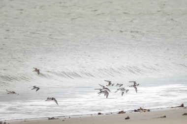 Sahilde bir grup yabani kuş