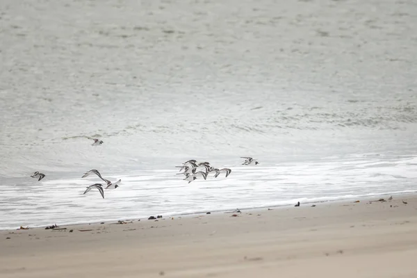 Un grupo de aves silvestres en la playa —  Fotos de Stock