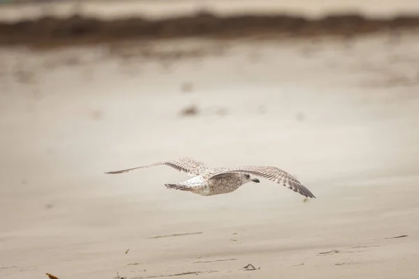 A group of wild birds on the beach — Stock Photo, Image