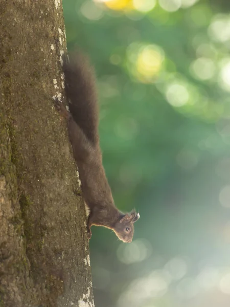 Ein Eichhörnchen hängt am Baum — Stockfoto