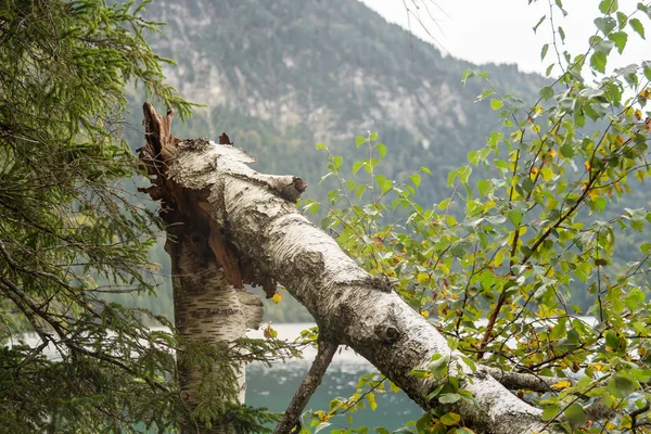 View to the Eibsee between trees and shrubs — Stock Photo, Image