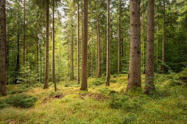 Ormandaki birçok büyük ağaç, tam ortada bir patika var.