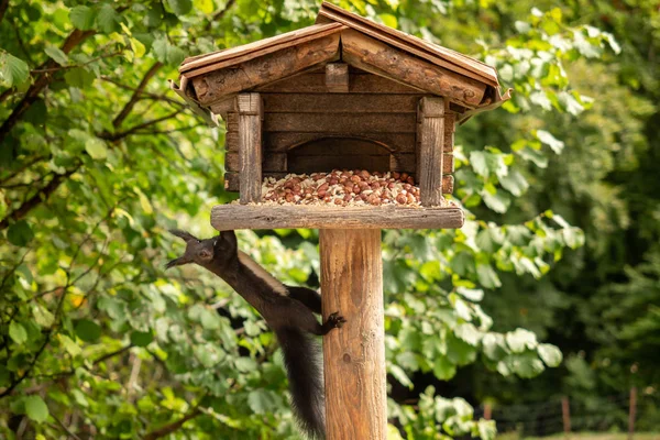 Een eekhoorn hangt aan een vogelhuisje — Stockfoto