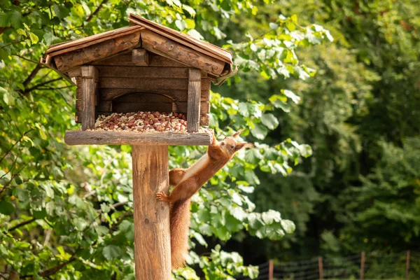 Een eekhoorn hangt aan een vogelhuisje — Stockfoto