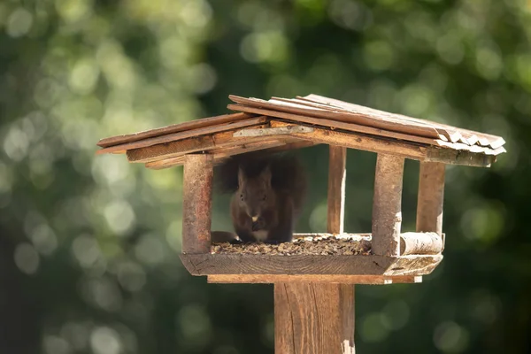 Een zoete eekhoorn zit in een vogelhuisje en eet — Stockfoto