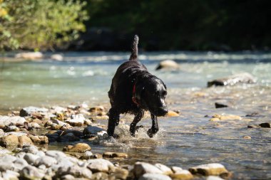Suyun kenarında siyah bir labrador.