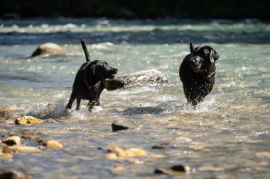İki siyah Labrador Retriever suda birlikte oynuyorlar.