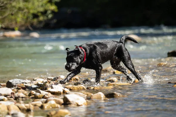 Suyun kenarında siyah bir labrador.
