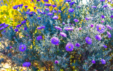 sarı bir arka plan üzerinde mor çiçekler