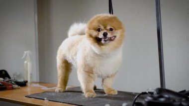 Sevimli küçük köpek kaplıcada. 