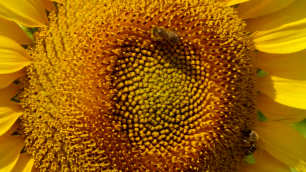 Biet Samlar Pollen Solrosen — Stockvideo