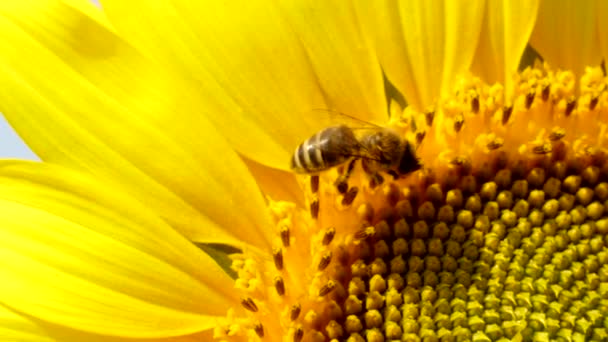 Biene Sammelt Pollen Der Sonnenblume — Stockvideo