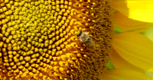 Biene Sammelt Pollen Der Sonnenblume — Stockvideo