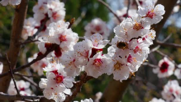 Abeille Miel Sur Fleur Blanche — Video